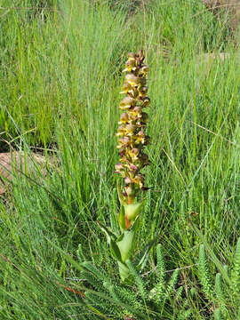 Image of Disa cornuta (L.) Sw.