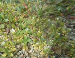 Image of Cerastium siculum Guss.