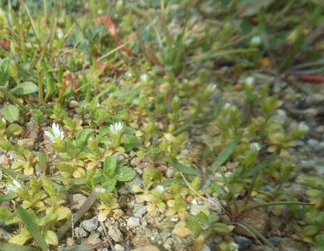 Plancia ëd Cerastium siculum Guss.