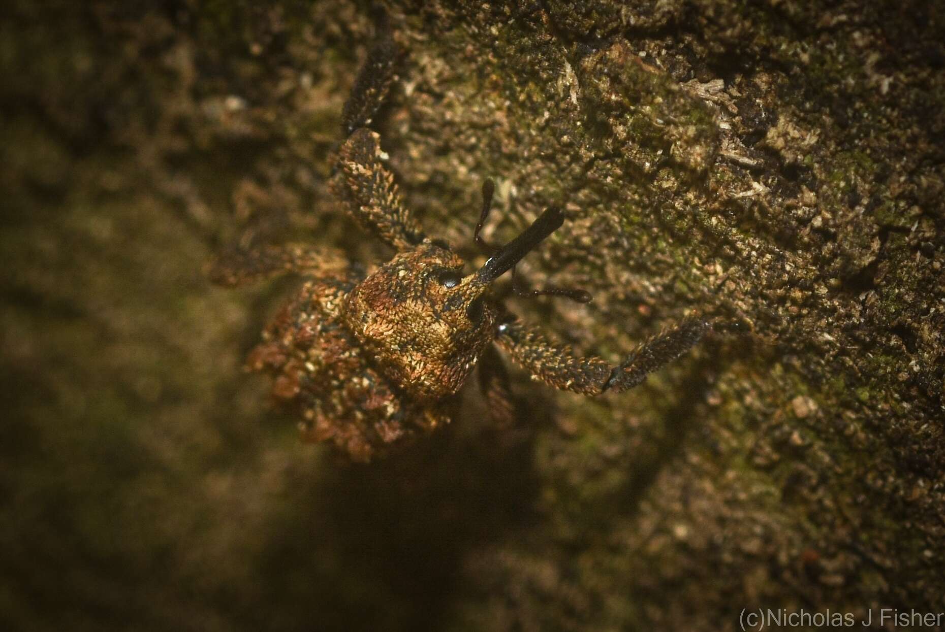 Image of Nechyrus incomptus Pascoe 1872