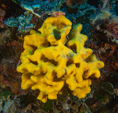 Image of crumpled duster sponge