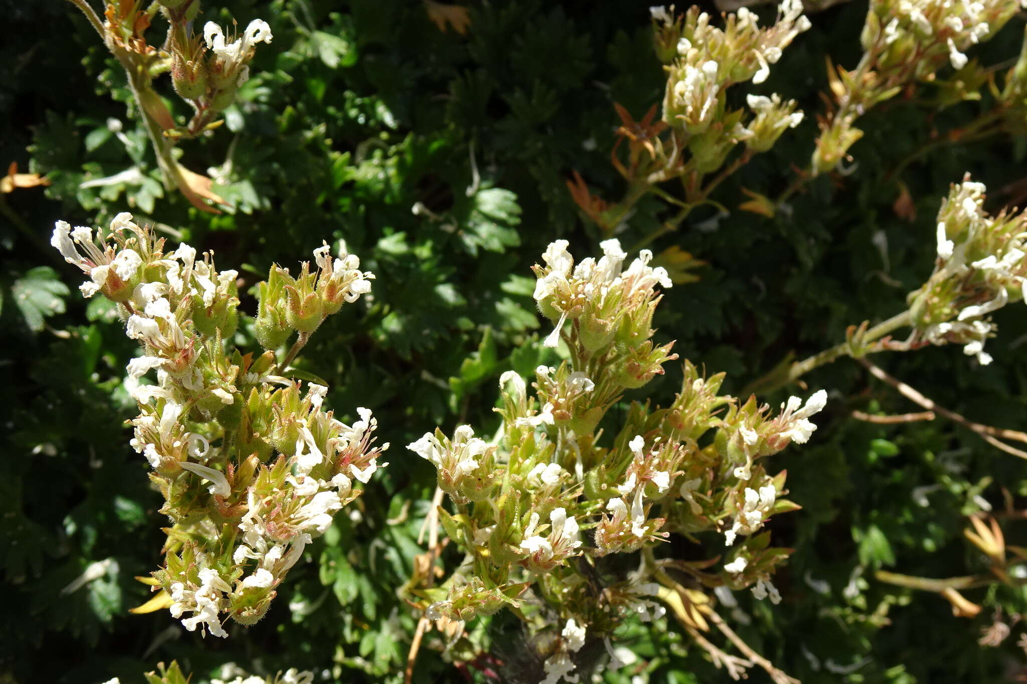 Sivun Saxifraga geranioides L. kuva