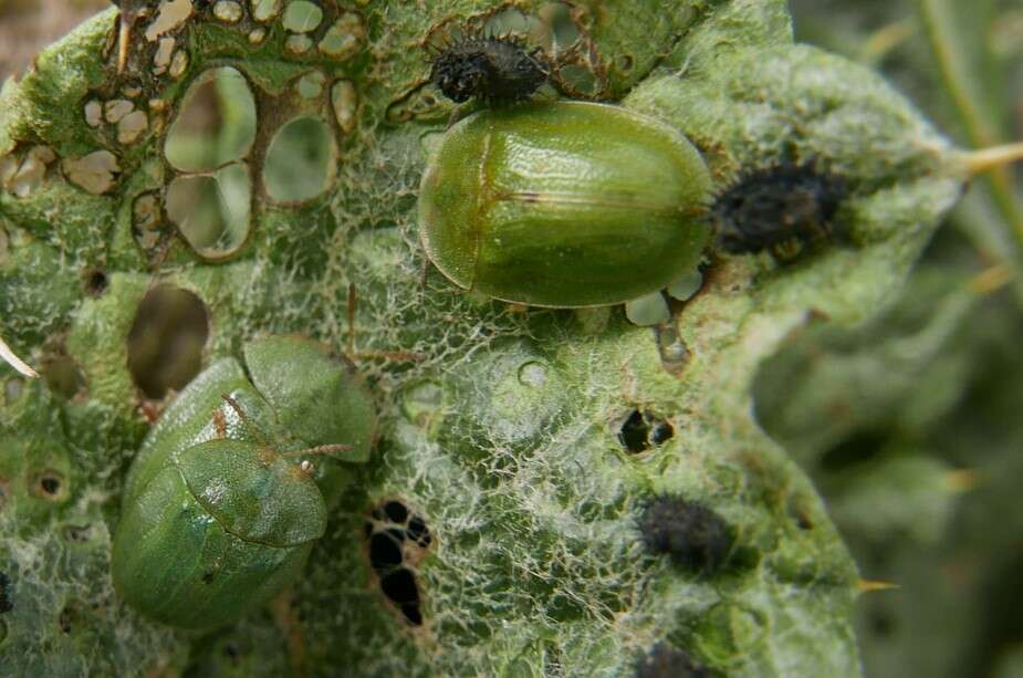 Image of Cassida (Cassida) deflorata Suffrian 1844