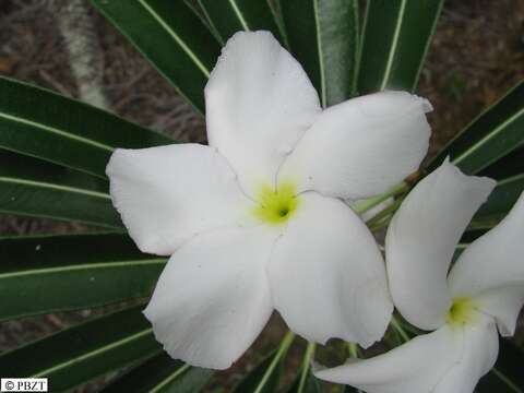 Image of Pachypodium lamerei Drake