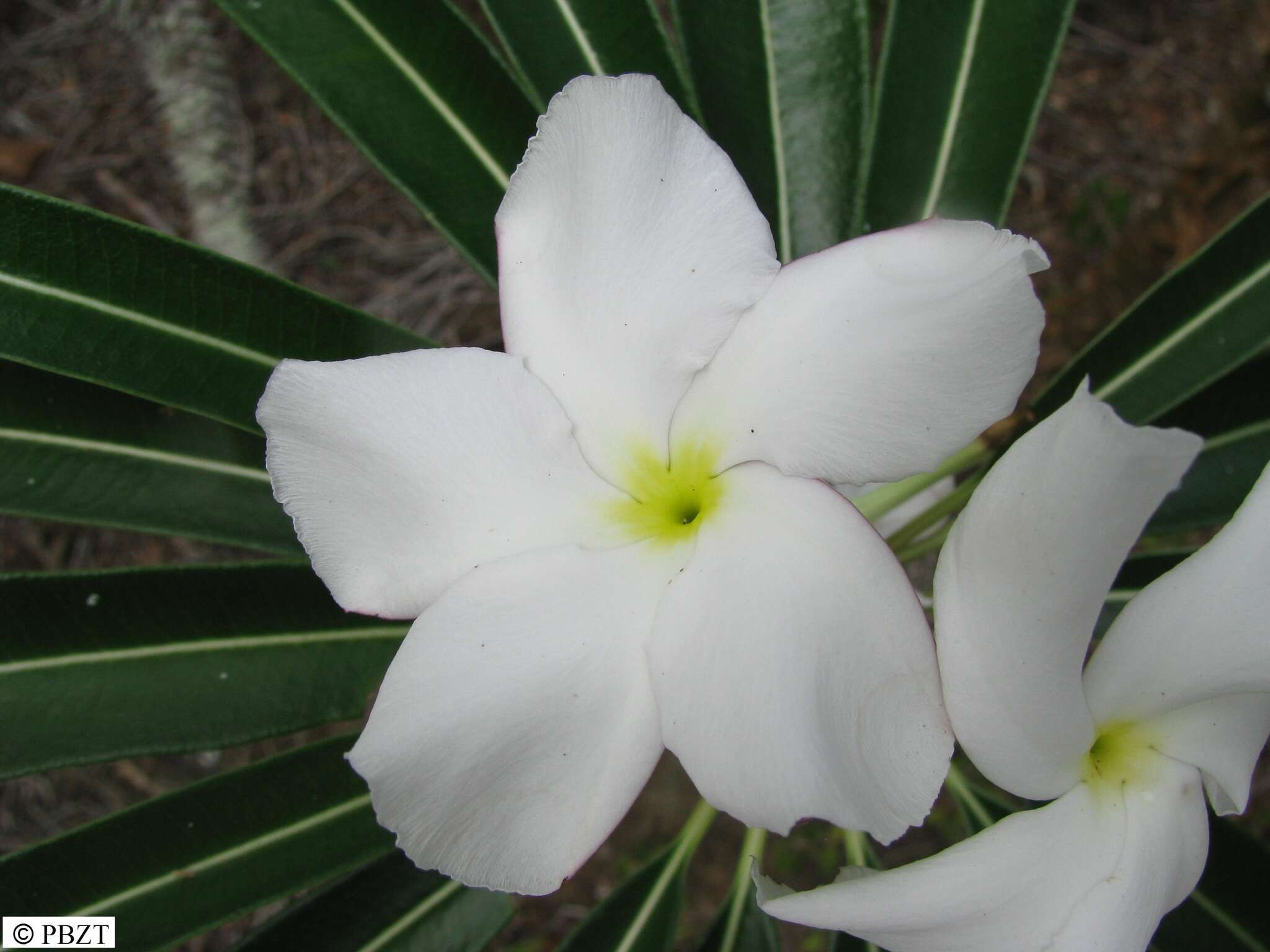 Image de Pachypodium lamerei Drake