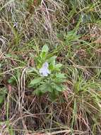 Prostanthera clotteniana (F. M. Bailey) A. R. Bean resmi