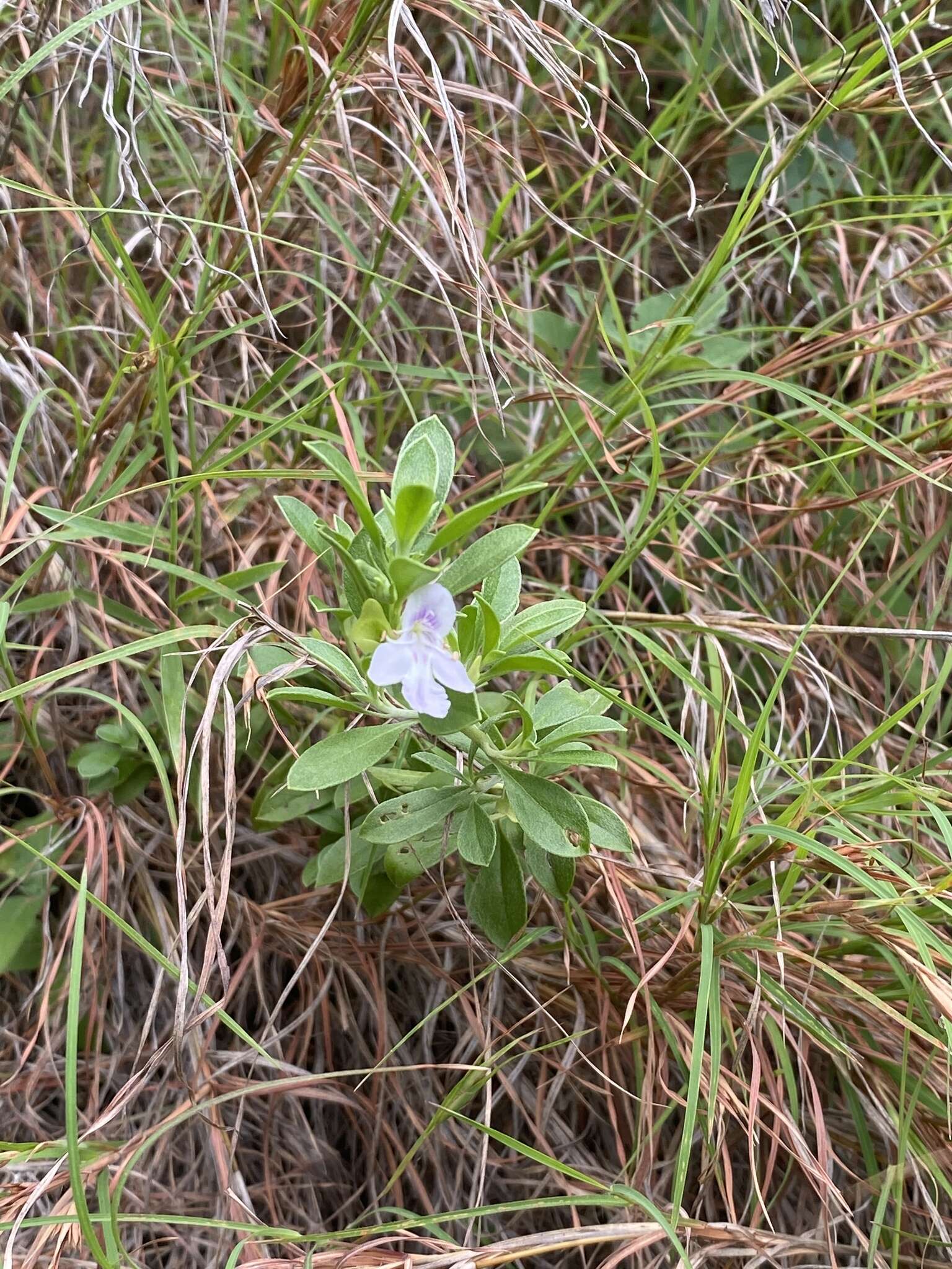 Prostanthera clotteniana (F. M. Bailey) A. R. Bean resmi