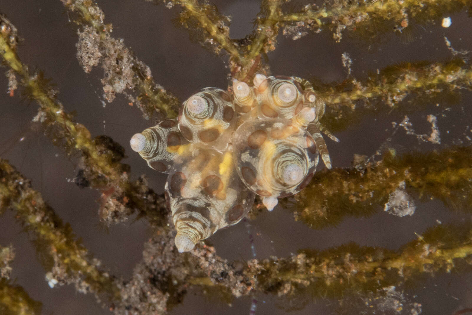 Image de Eubranchus ocellatus (Alder & Hancock 1864)