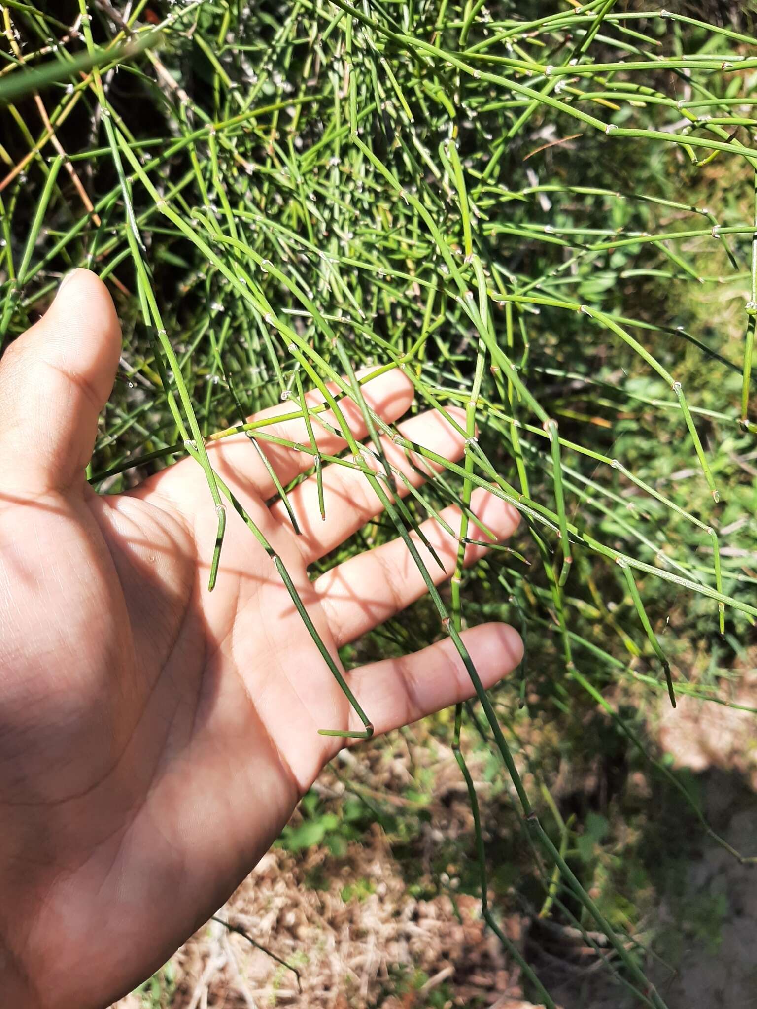 Image of Ephedra tweedieana C. A. Mey.