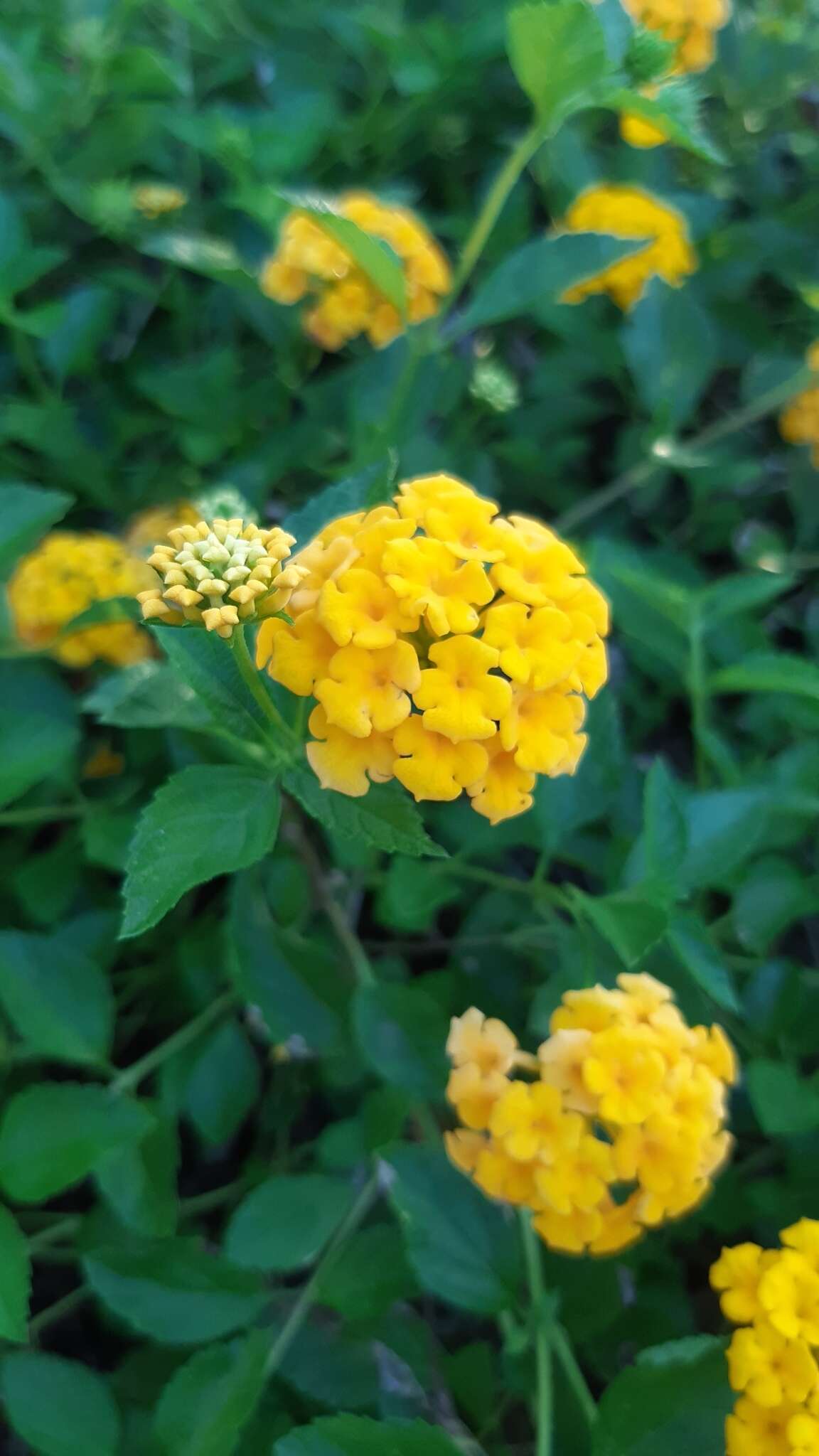 Image of Lantana polyacantha Schauer