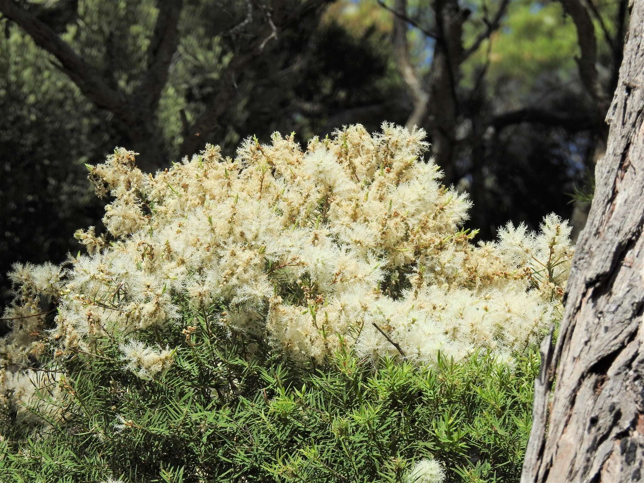 Image of cajeput tree