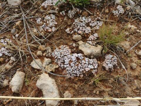 Image of fishscale lichen