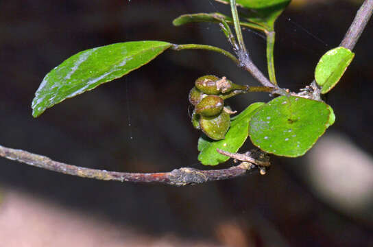 Image of Melicope mantellii Buchanan