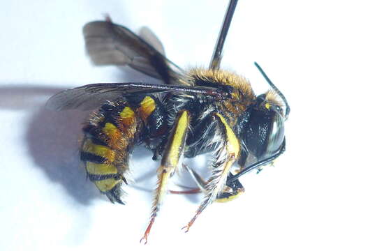 Image of wool-carder bee