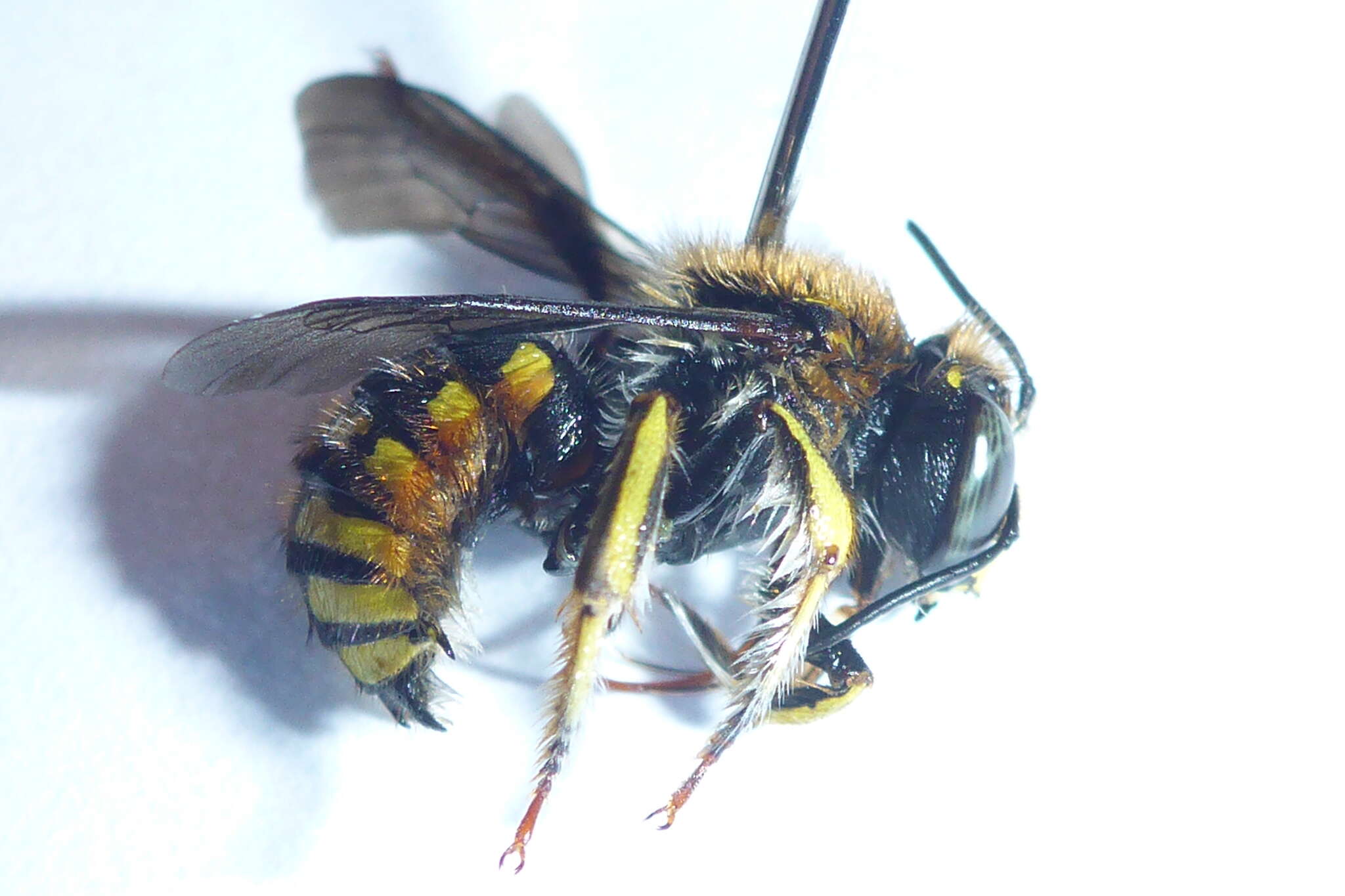 Imagem de Anthidium manicatum (Linnaeus 1758)