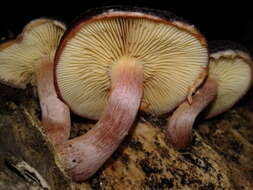 Image of Gymnopilus purpuratus (Cooke & Massee) Singer