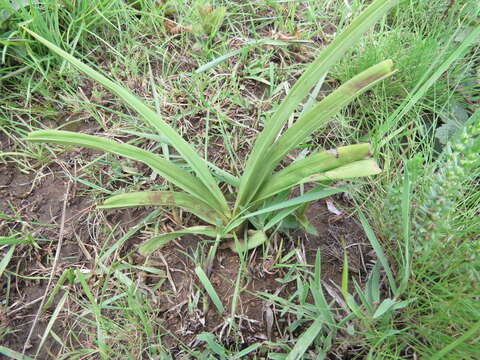 Image de Eulophia ovalis var. ovalis