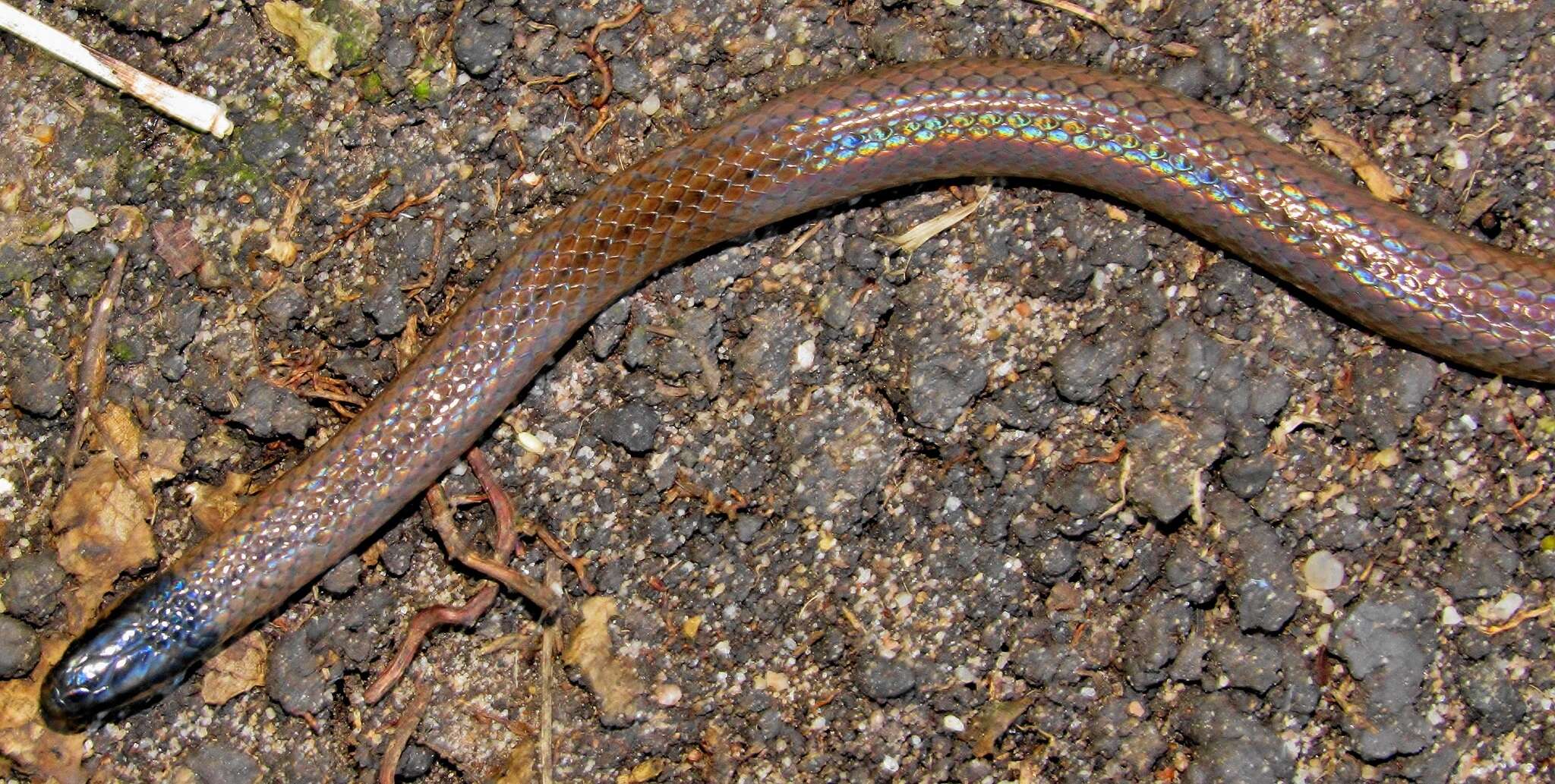 Image of Black-headed Centipede Eater