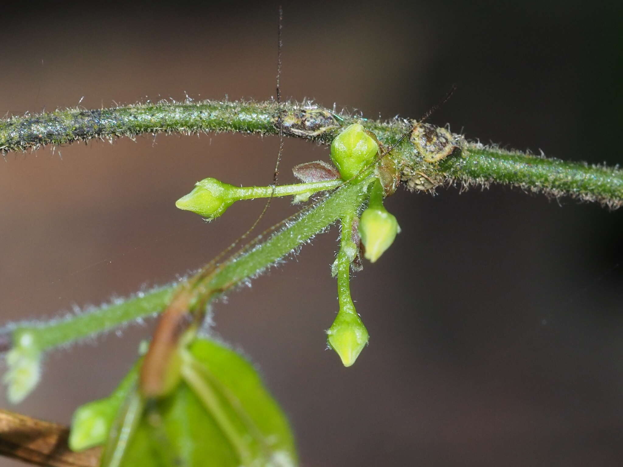 Image of Sabia swinhoei Hemsl ex Forb. & Hemsl.