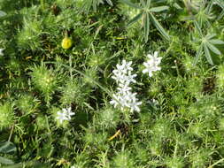 Image of Baker's navarretia