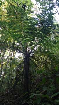 Image of Cyathea costaricensis (Mett. ex Kuhn) Domin