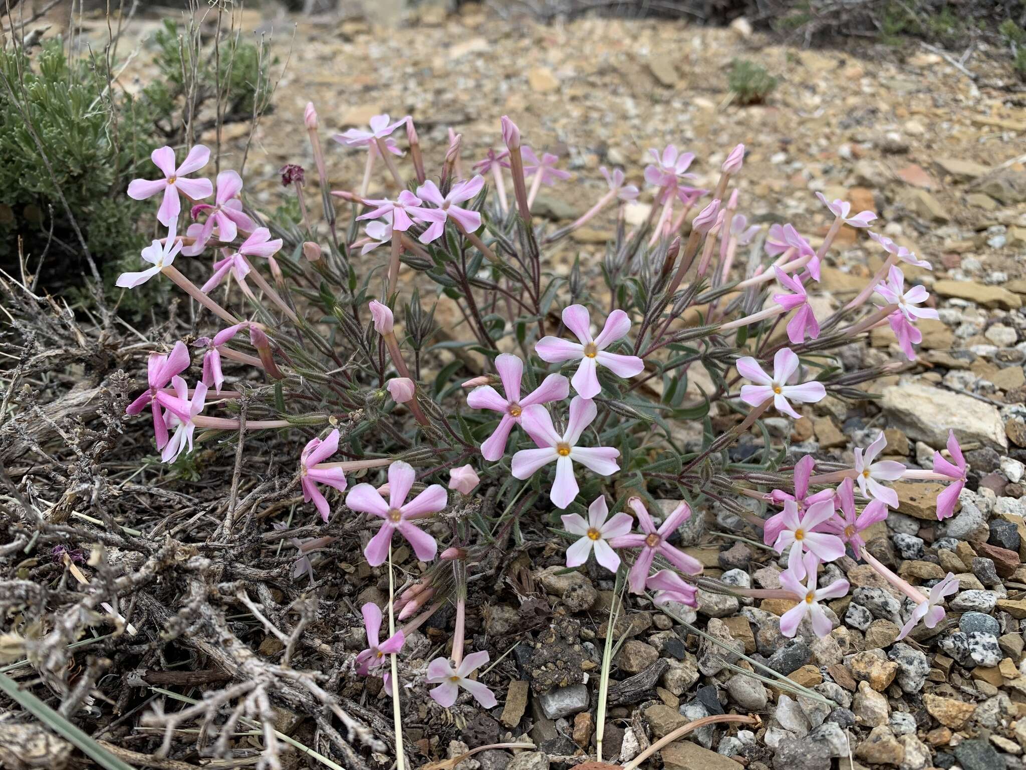 Image of cold-desert phlox