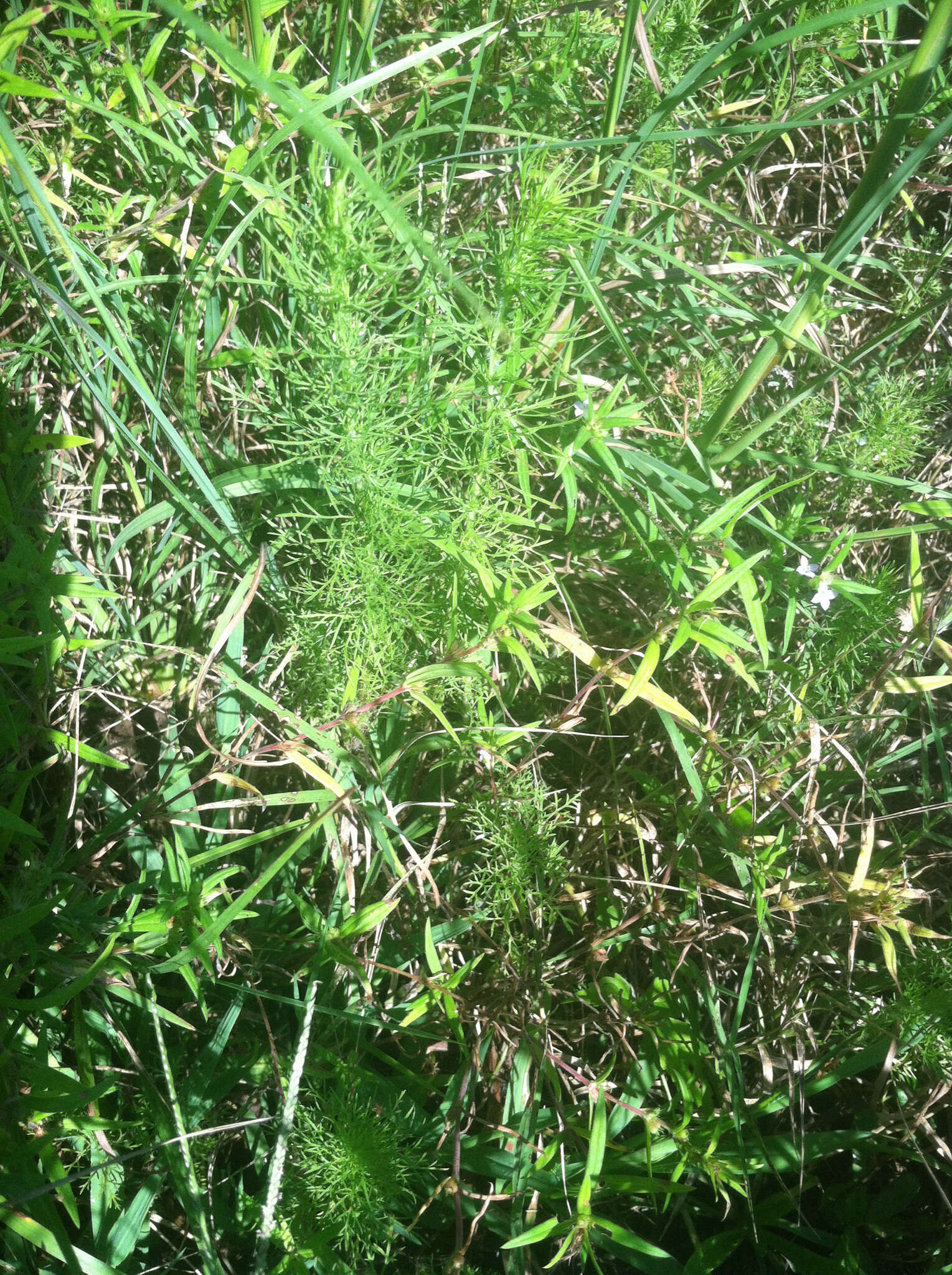 Eupatorium capillifolium (Lam.) Small的圖片