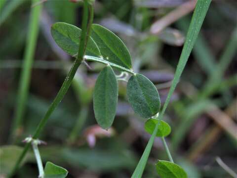 Imagem de Vicia floridana S. Watson