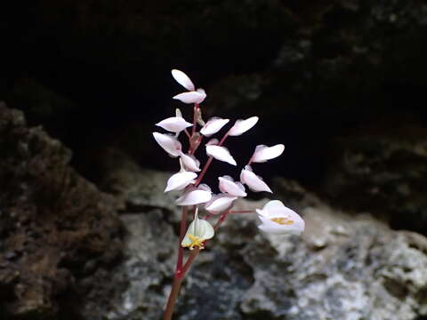 Image of Begonia fenicis Merr.