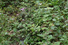Image of Stevia latifolia Benth.