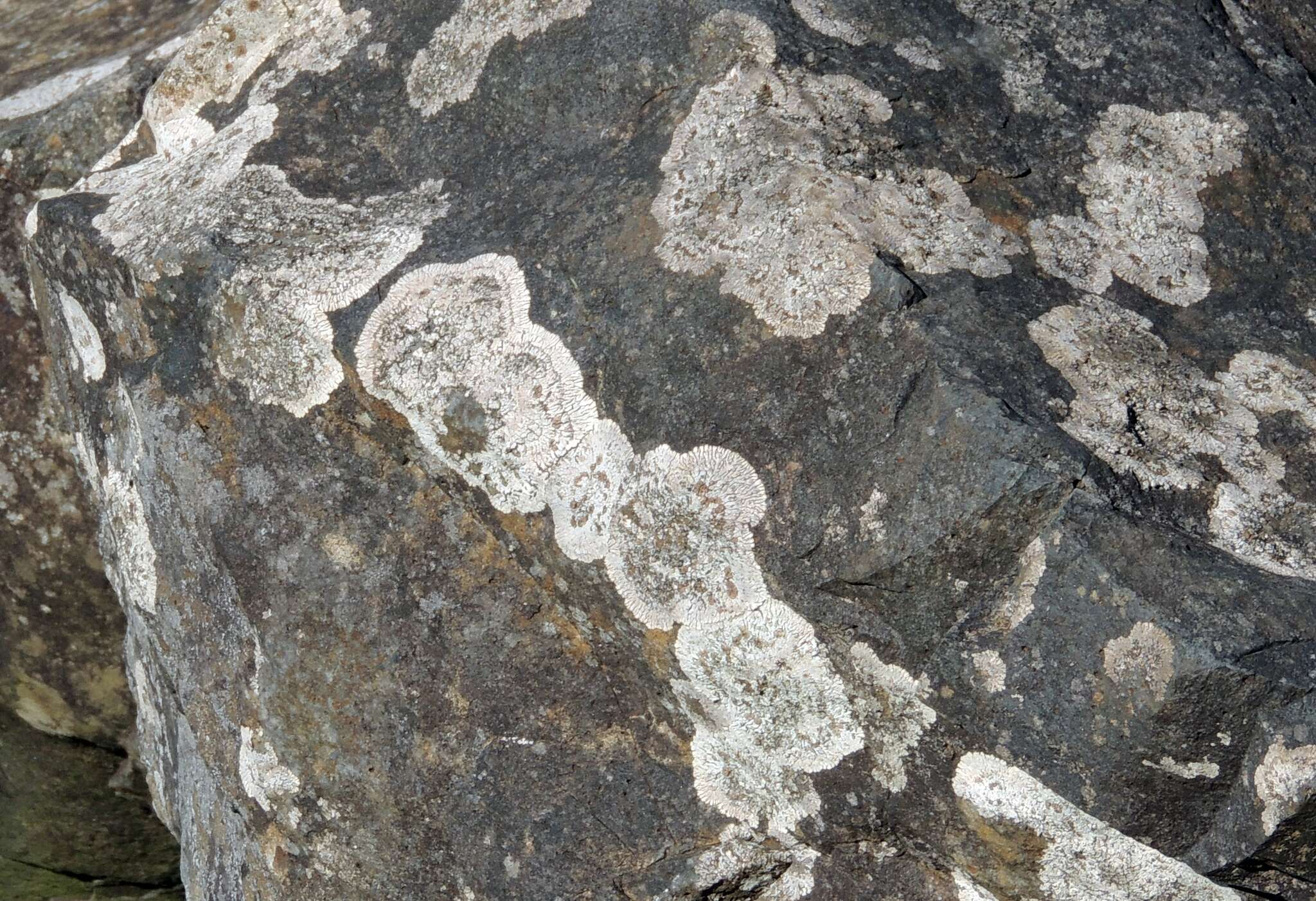 Image of bullseye lichen