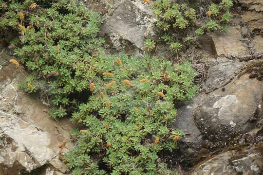 Image of Olympic Mountain rockmat