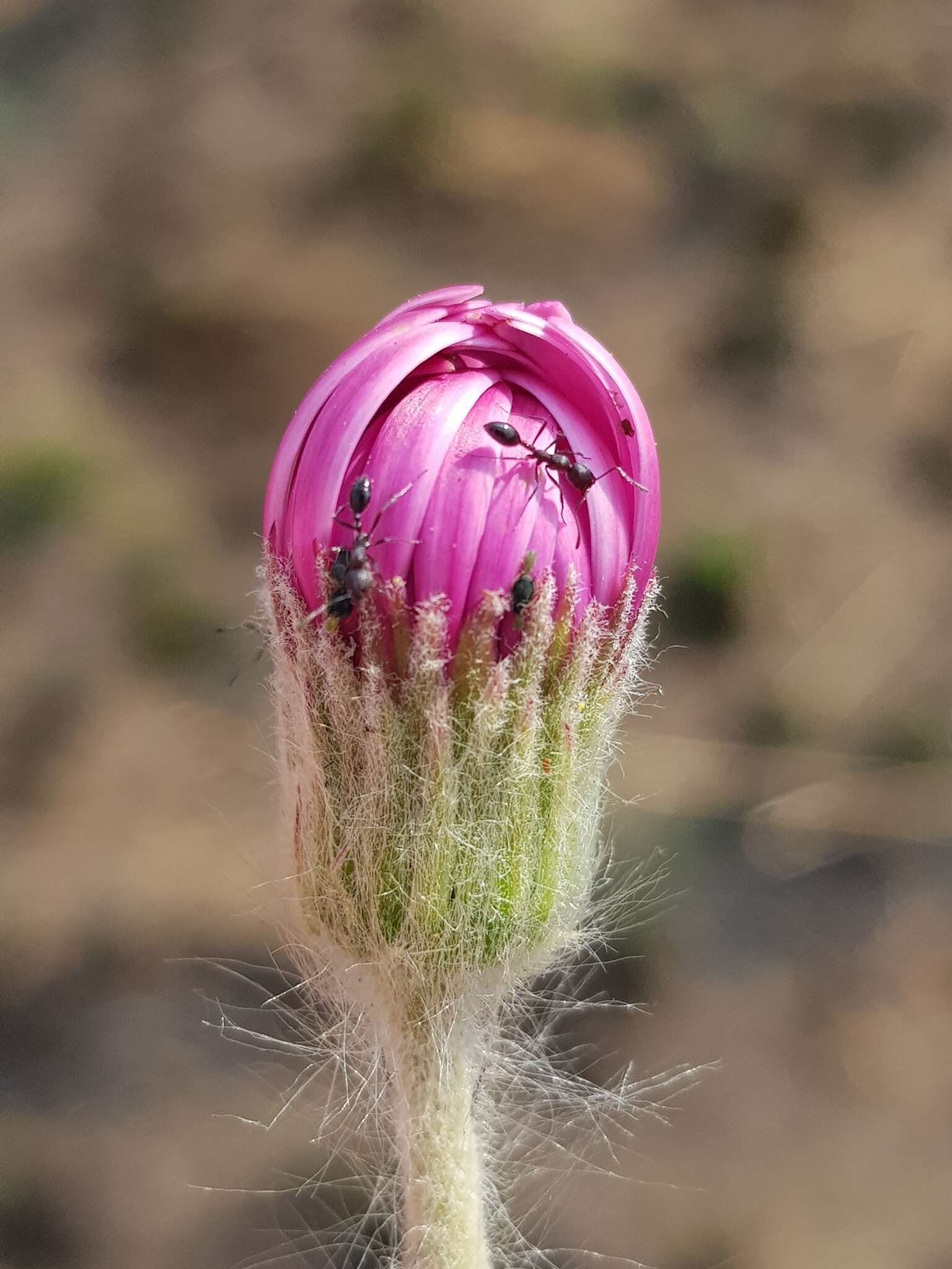 Plancia ëd Monomorium junodi Forel 1910