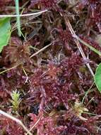 Sphagnum bartlettianum Warnstorf 1911的圖片