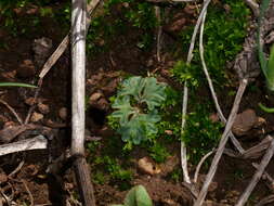 Image of Riccia sorocarpa var. sorocarpa Bisch.