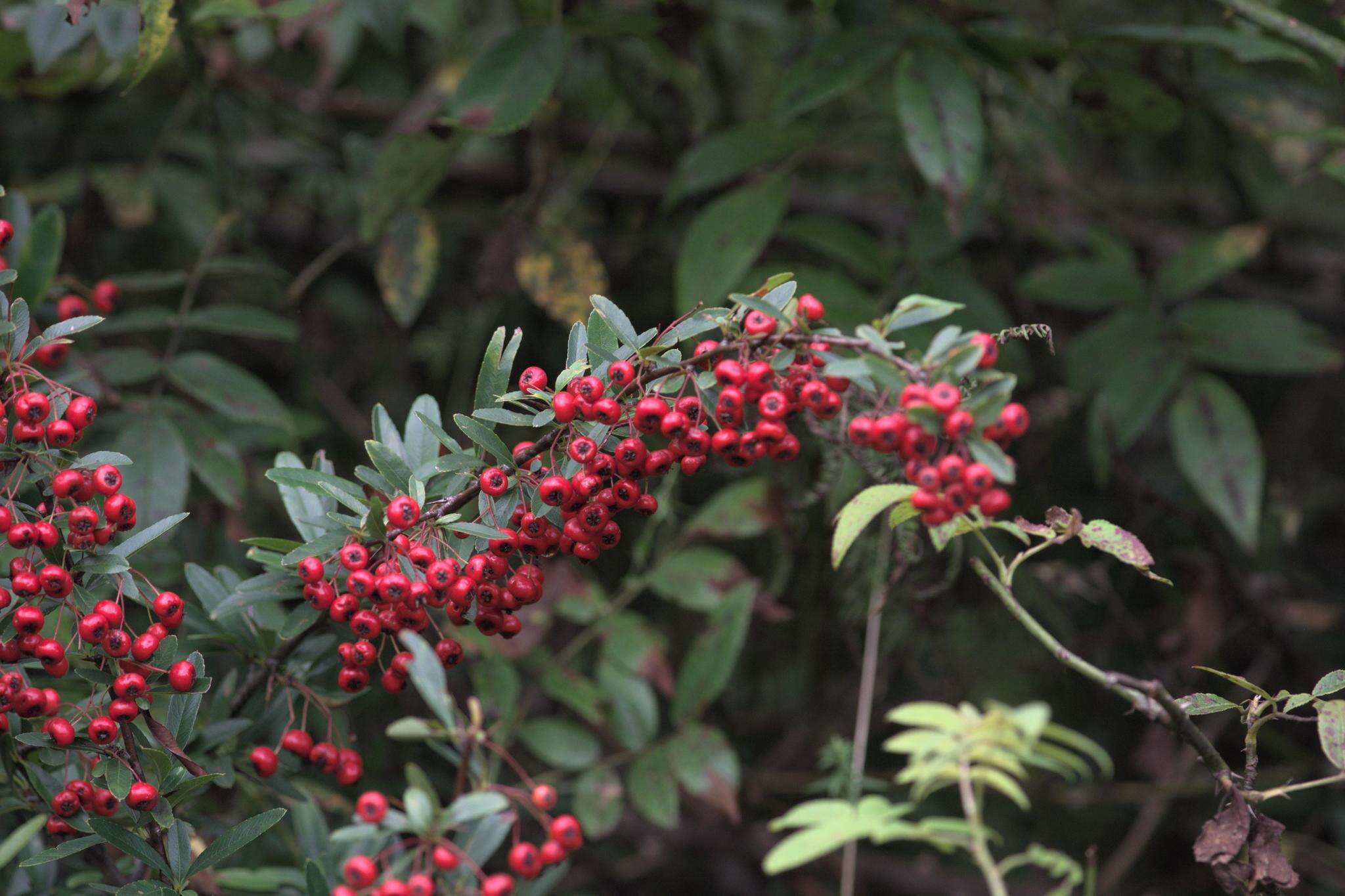 Image of Nepalese firethorn