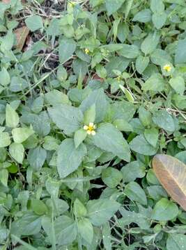 Calyptocarpus wendlandii Sch. Bip. resmi