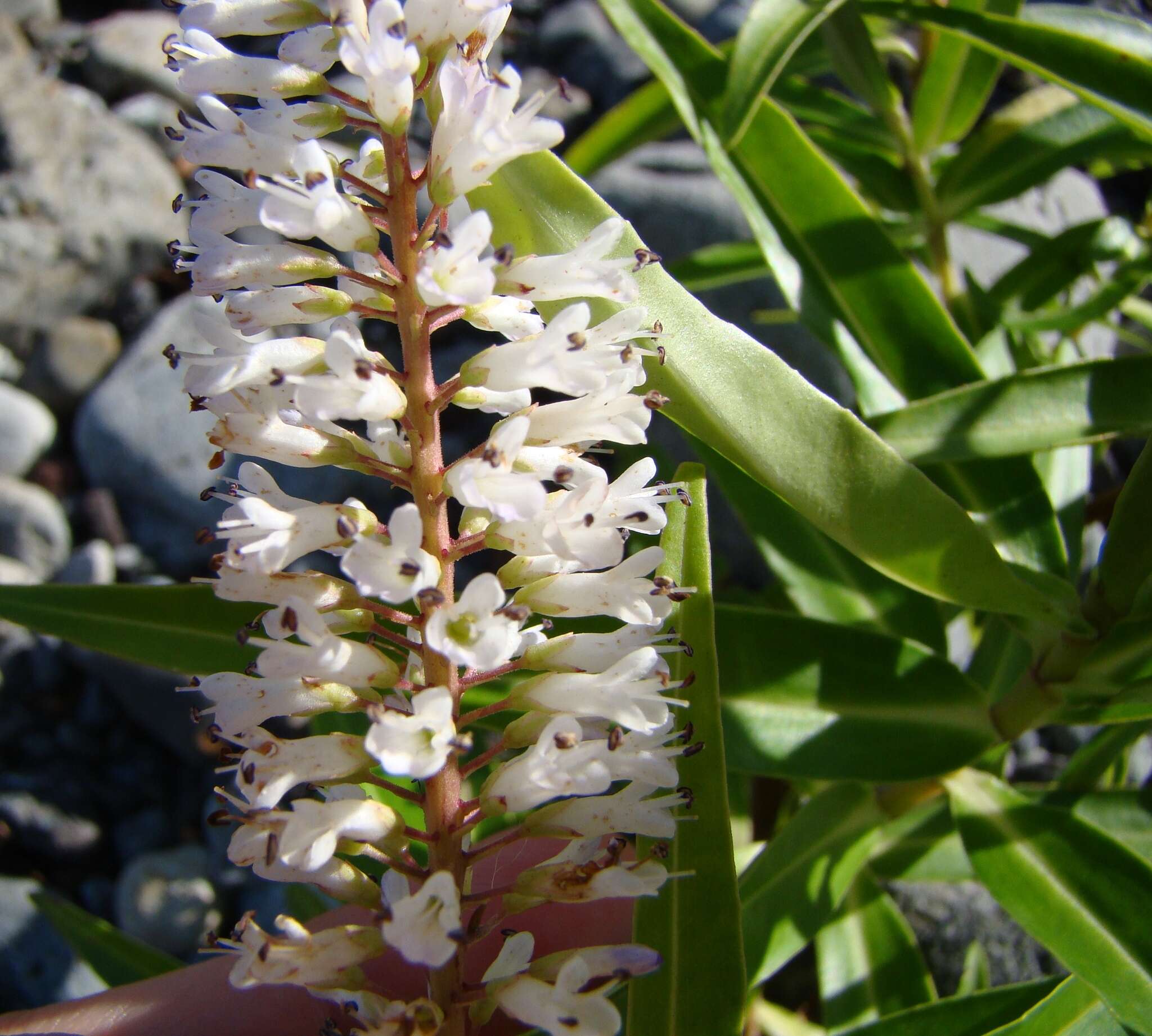 Image of Veronica stricta Banks & Soland. ex Benth.