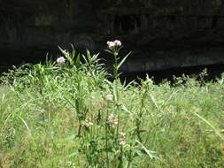 Image of blue weed