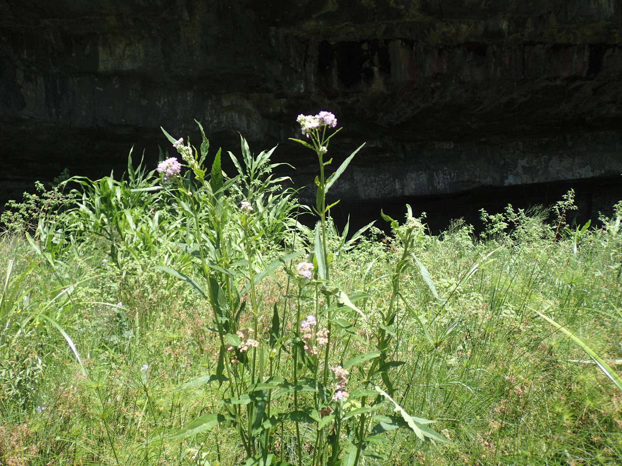 Plancia ëd Ethulia conyzoides L. fil.