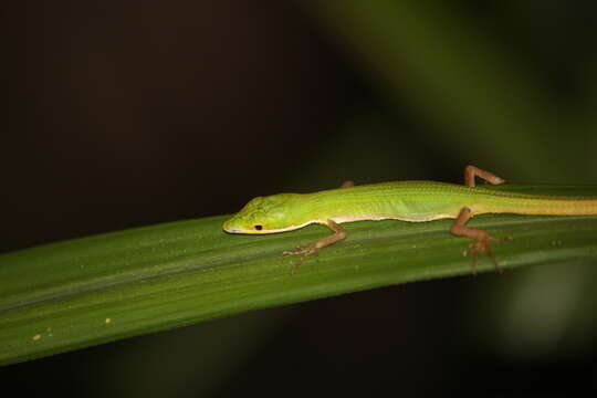 Image of Koshun Grass Lizard