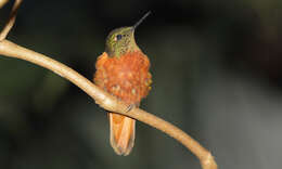 Image of Chestnut-breasted Coronet