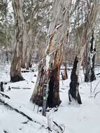 Image of snow gum