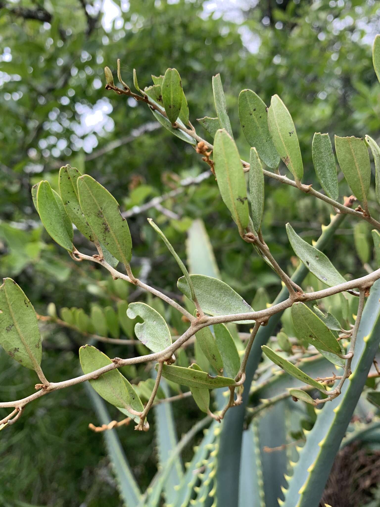 Image of Capparis fascicularis var. fascicularis