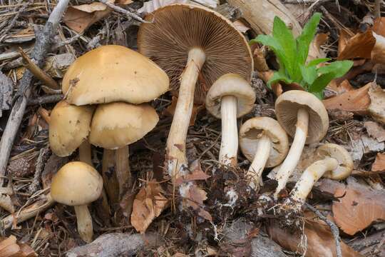 Image of Agrocybe praecox (Pers.) Fayod 1889