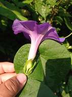 Image of Ipomoea variabilis (Schltdl & Cham.) Choisy