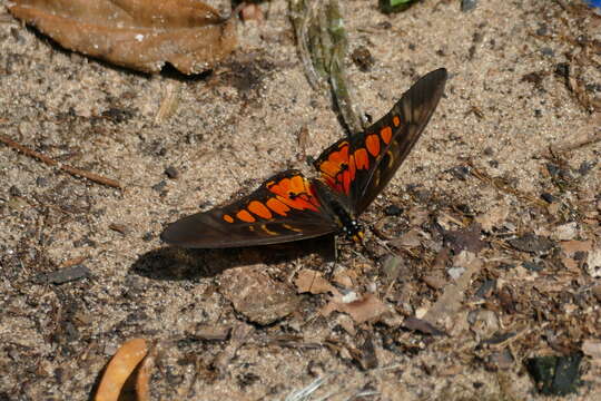 Graphium ridleyanus (White 1843) resmi