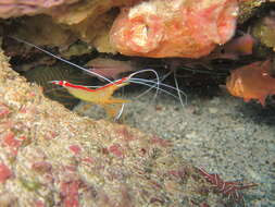 Image of Scarlet cleaner shrimp