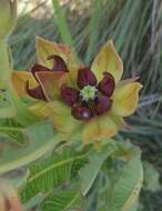 Image of Pachycarpus concolor subsp. transvaalensis (Schltr.) Goyder