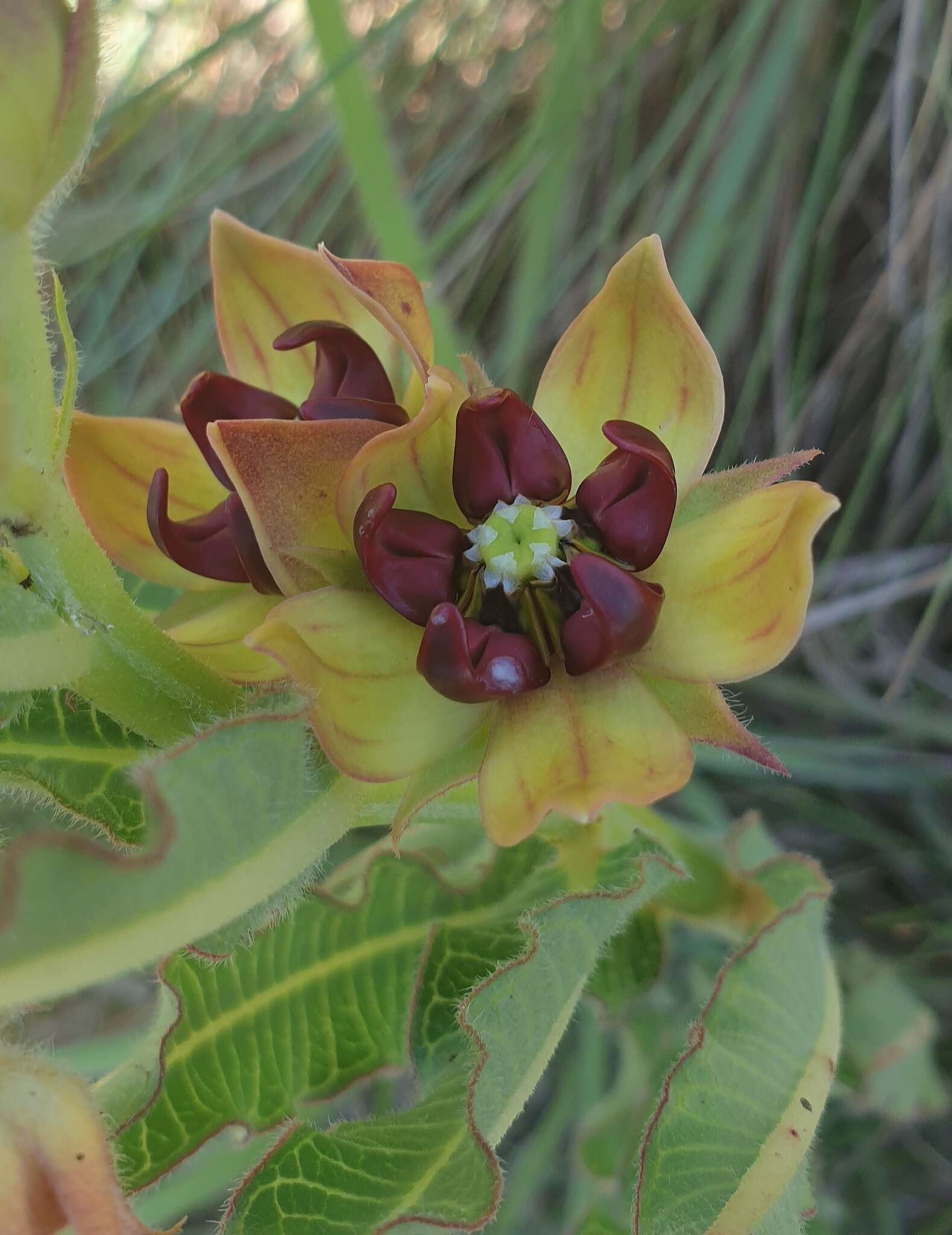 Image of Pachycarpus concolor subsp. transvaalensis (Schltr.) Goyder